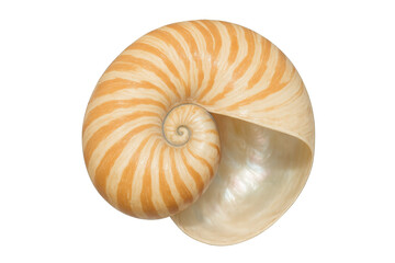 Nautilus shell displaying perfect natural spiral, fibonacci sequence, and golden ratio, transparent background