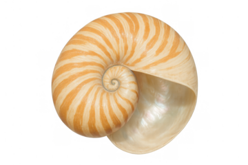 Nautilus shell displaying perfect natural spiral, fibonacci sequence, and golden ratio, transparent background