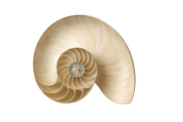 Obraz premium Nautilus shell cutaway revealing spiral chambers and logarithmic growth on transparent background, symbolizing nature's golden ratio