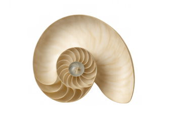 Nautilus shell cutaway revealing spiral chambers and logarithmic growth on transparent background, symbolizing nature's golden ratio