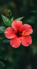 A vibrant, large red hibiscus flower showcasing its delicate petals and prominent stamen against a blurred natural green background. Perfect for tropical themes ,flora ,eye catching ,beauty