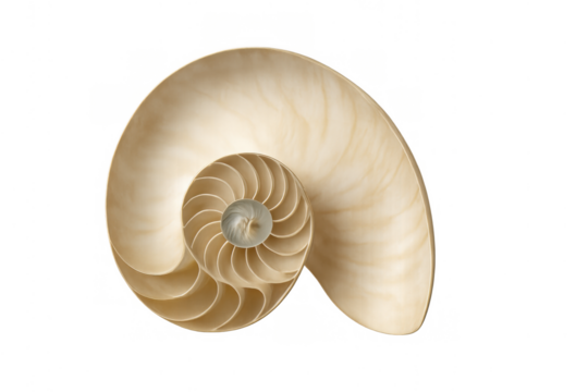 Nautilus shell cutaway revealing spiral chambers and logarithmic growth on transparent background, symbolizing nature's golden ratio