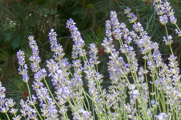 Obraz premium Lavender Field: Soft Purple Inflorescences Against Green Conifer Background