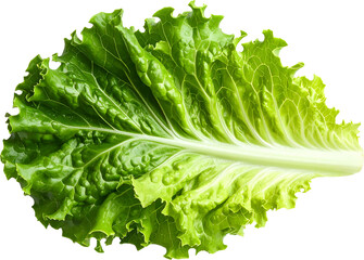 유기농-샐러드-채소