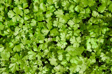 Culinary Greens Parsley or Cilantro Rich Textured Background