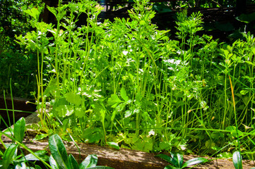 Organic Growth: Raised Garden Bed with Parsley or Cilantro in Sunlight