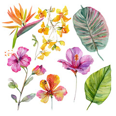 Vector illustration set, eps format, My Watercolor illustration, tropical flowers and leaf in flight Set painting isolated on a white background, EPS painting design