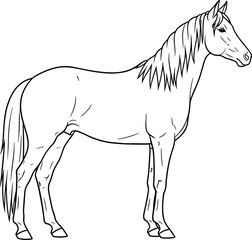 Horse illustration, black and white sketch, side profile, long mane, raised leg, animal anatomy, line art, nature, equine design