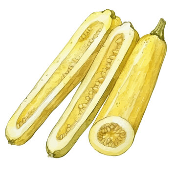 2D design Vector illustration, My Watercolor, hand-painted, simple, sliced wax gourd painting illustration isolated on a white background, EPS format design. vector design