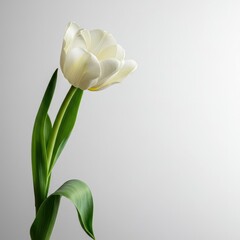 Elegant fresh white tulip flower bloom isolated against a minimalist, pure, and clean white studio background setting ,bloom ,studio ,spring