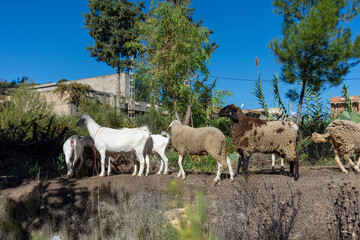 Fototapeta premium Mixed flock of white goats and brown sheep walking on a dirt slope in a rural landscape.