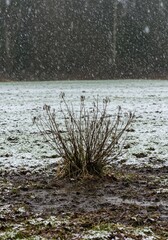 Heavy, wet springtime snow falling on a partially melted landscape, covering dormant plants and muddy ground during a cold early spring storm ,ground ,precipitation ,seasonal change