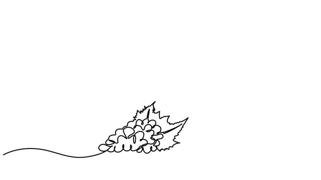 Animated self drawing of continuous line Bottle of wine with wineglass and grape bunch. Self-drawing of a bottle of wine and a groan of grapes. Wine list. Full length one line animation. 4K video