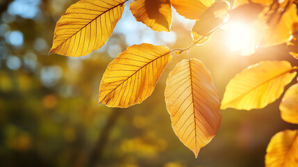 Obraz premium Leaves turning golden in sunlight, transition season theme