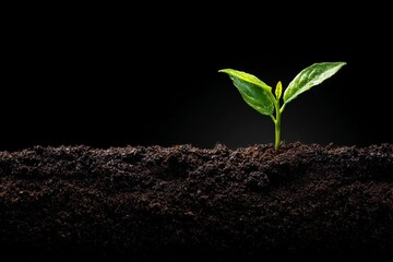 Plant sprouts through thin layer of soil in dark background setting