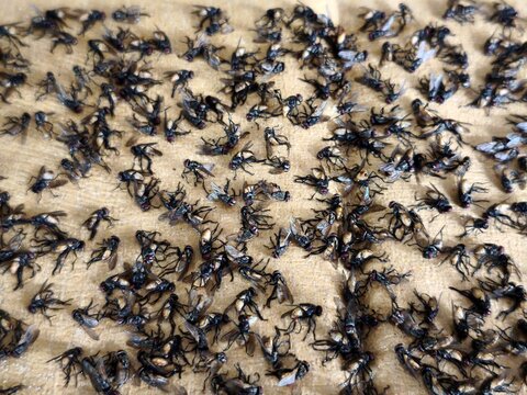 Sticky fly trap covered entirely with hundreds of dead, black insects.