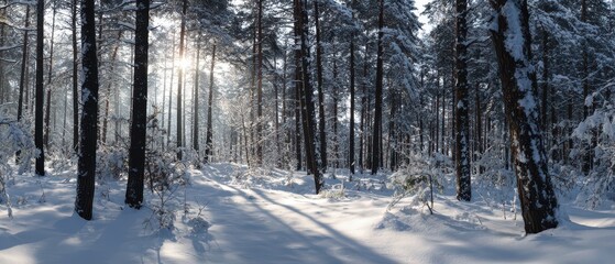 Snowy forest landscape welcoming the new year
