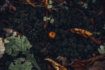 Wild Mushrooms Growing in Forest Grass