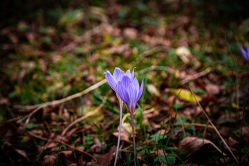 Autumn Crocuses Blooming in the Forest Grass