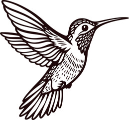 Detailed hand drawn hummingbird illustration with outstretched wings and intricate feather line art