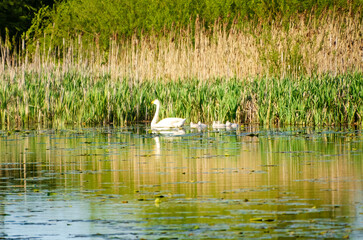 White swan leading fluffy cygnets across calm green lake at sunrise. Peaceful morning wildlife moment in lush wetlands, gentle family scene, spring nature, concept of protection, parenting, wilderness