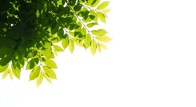 Green Leaves Against White Background foliage plant