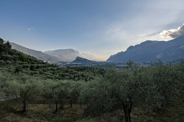 view across olive groves towards Monte Brione and Lake Garda, natural summer landscape with Mediterranean vegetation and distant blue water, high-resolution
