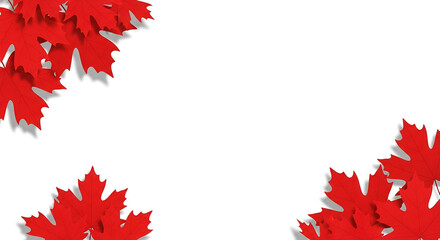 Red Maple Leaves Border on White Background leaf autumn