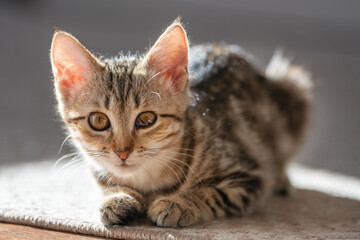 Sick kitten with eye infection lying on carpet in sunlight