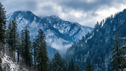 Snowy mountain range with evergreen forest