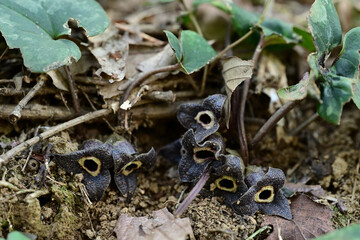 カンアオイの神秘的な暗紫色の花