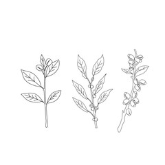 Seamless floral pattern. Branch with leaves. vector illustration of coffee branch. Coffee plant branch with leaf. Hand drawn Coffee tree vector. Coffee beans and leaves. Branch of a plant