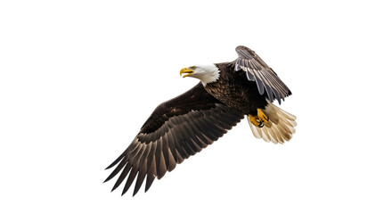 Obraz premium Majestic Bald Eagle Flying Isolated on White Background
