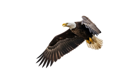 Majestic Bald Eagle Flying Isolated on White Background