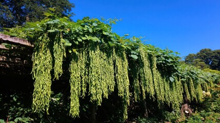 Lush green beans cascade from wooden structure