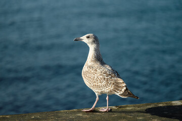 Seagull standing on a breakwater by the Baltic Sea on a sunny day