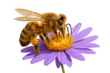 Honey bee gathering pollen and nectar from a purple aster flower, important pollination process on transparent background