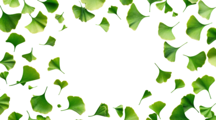 Fresh green ginkgo leaves scattered artistically forming natural botanical frame with empty center for text space creative nature concept on white background