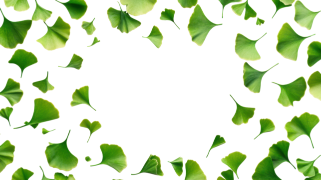 Fresh green ginkgo leaves scattered artistically forming natural botanical frame with empty center for text space creative nature concept on white background