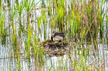 Great crested grebe tending nest among green reeds in calm spring wetland. Wild waterbird caring for eggs on floating nest, tranquil morning light, natural wetland habitat, symbol of protection mother