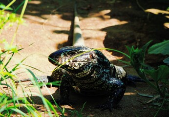 Close-up of a black and white tegu lizard resting on sunlit soil amid green vegetation, showing its detailed scales and calm behavior in a natural environment.