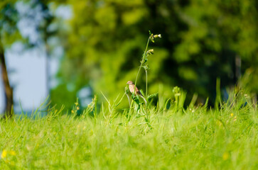 Song bird  perched on tall grass branch in summer field. Wild bird resting quietly among lush green foliage, vibrant natural colors, european woodland habitat, symbol of freedom, tranquility