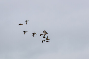 Flock of wild ducks flying across cloudy sky during spring migration season. Group of ducks in synchronized flight under overcast sky, symbolizing freedom, unity, natural movement, and seasonal wild