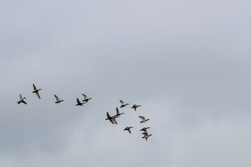 Flock of wild ducks flying across cloudy sky during spring migration season. Group of ducks in synchronized flight under overcast sky, symbolizing freedom, unity, natural movement, and seasonal wild