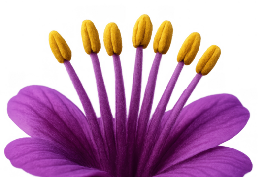 Purple flower stamens with yellow anthers, a detailed macro view revealing intricate pollen structures