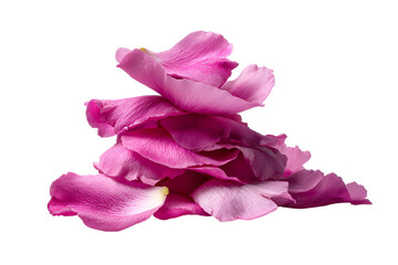 A pile of delicate pink rose petals rests, isolated on transparent background
