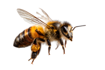 A bee is mid-flight, wings spread, hovering in the air, isolated on transparent background