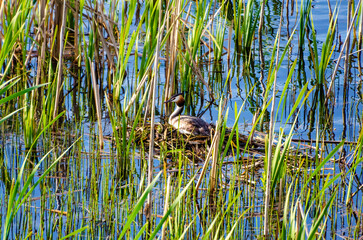 Great crested grebe tending nest among green reeds in calm spring wetland. Wild waterbird caring for eggs on floating nest, tranquil morning light, natural wetland habitat, symbol of protection mother