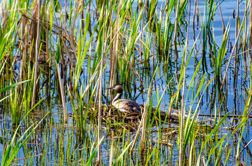 Great crested grebe tending nest among green reeds in calm spring wetland. Wild waterbird caring for eggs on floating nest, tranquil morning light, natural wetland habitat, symbol of protection mother