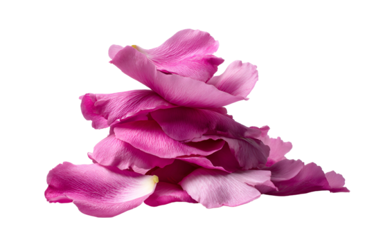 A pile of delicate pink rose petals rests, isolated on transparent background